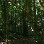 Mount Coot-tha Botanic Gardens - Australian Rainforest Track