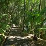 Mount Coot-tha Botanic Gardens - Australian Rainforest Track