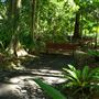 Mount Coot-tha Botanic Gardens - Australian Rainforest Track