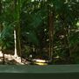 Mount Coot-tha Botanic Gardens - Australian Rainforest Track
