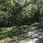 Cornubia Forest