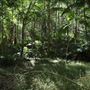 Cornubia Forest