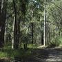 Cornubia Forest