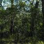 Venman Bushland