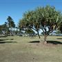Pelican Park