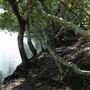 Curlew Park - Cabbage Tree Creek