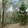 Enoggera Reservoir