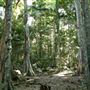 Property Mt Tamborine