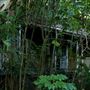 Jungle
