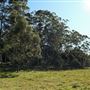 Rural Rainforest and High Fence
