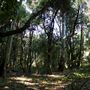 Rural Rainforest and High Fence