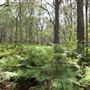 Coombabah Lakelands Conservation Area - Open Field & Forest