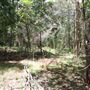 Coombabah Lakelands Conservation Area - Open Field & Forest