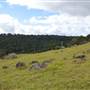 Stockyard Creek
