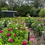 Tamborine Mountain Flower Farm