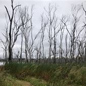 Wooroolin Wetlands