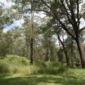Mt Coot-tha Forest - Overview