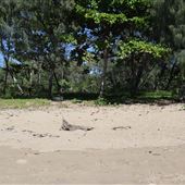 Yorkeys Knob Beach