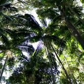 Property Mt Tamborine