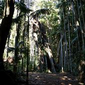 Rainforest