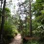 Coochin Creek - Pine Plantation / Qld State Forest