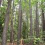 Coochin Creek - Pine Plantation / Qld State Forest