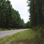 Coochin Creek - Pine Plantation / Qld State Forest