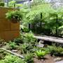 Mt Coot-tha Botanical Gardens