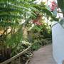 Mt Coot-tha Botanical Gardens