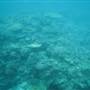 Knuckle Reef