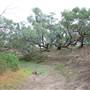 Longreach Landscape