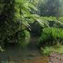 Millaa Millaa Falls