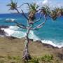 Mulgumpin (Moreton Island)
