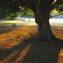 New Farm Park