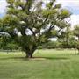New Farm Park