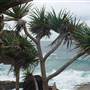 Noosa Cliffs