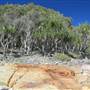 Sunshine Coast Region - Noosa National Park