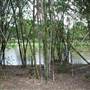 Gold Coast Regional Botanic Gardens - Rosser Park