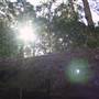 Springbrook National Park