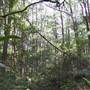 Springbrook National Park