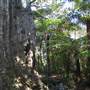 Springbrook National Park