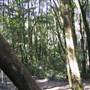 Springbrook National Park