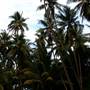 Wonga Beach