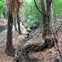 Kholo Botanic Gardens