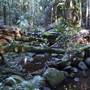 Tamborine National Park