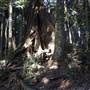 Tamborine National Park