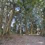 O'Reillys Rainforest Retreat