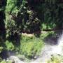 Purling Brook Falls - Springbrook National Park