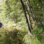 Wappa Falls