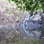 Rocky Creek Falls